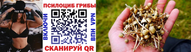 Псилоцибиновые грибы Psilocybe  Томск 
